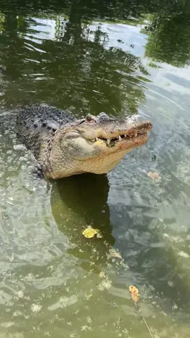 Así se comunican los grandes caimanes 🐊 #caiman #alligator #crocodile #safarimadrid #safari #madrid #animales #escama #reptiles #madrid