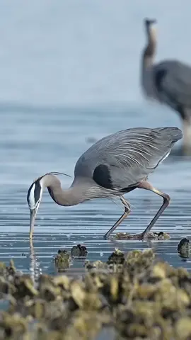 beautiful birds are hunting fish from the lake, mostly amazing and interesting birds are in the world but we can't see, only watch in the video #birds #seebirds #animaloftiktok #newtrend #tiktokofficial #foryouoffical #viral #fyp #colorfulbirds #Love #lovely #famou #amazing #facts #wildlife #wildanimals #lovelybids #animalplanet #nationalgeographic #discovery 