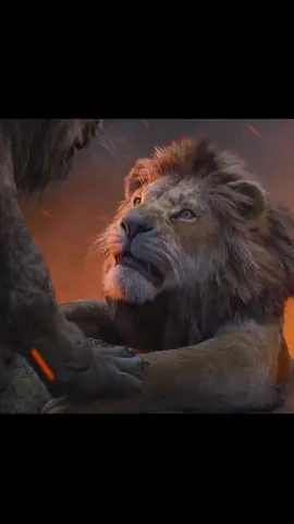 Simba ushered in a big crisis#tiktok #fyp #foryou #lion #simba 