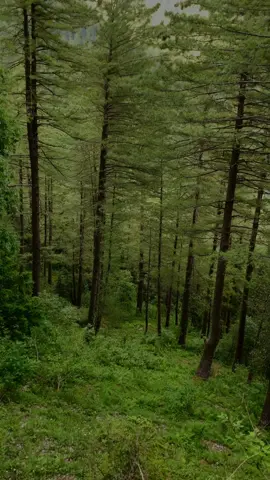 Go Wild, For A While ✨⛰️🍃💚 #nathiagali #khanspur_ayubia #ayubia #viralvideo #viraltiktok #fypシ #foryoupage #trendingsong #trendingvideo #pakistanbeauty #amazingview #mountainsview 