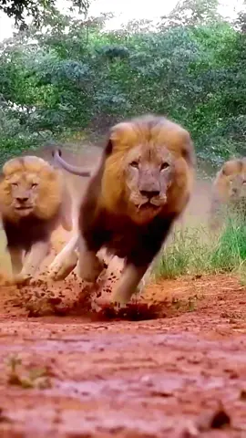 Angri Lion Running Fast very Beautifully #lionfieldmusic #lion #lions #angrilions #wildlions #viral #viralvideo #fyp #foryouoffcial #wildlife #animalwildlife #angrianimal