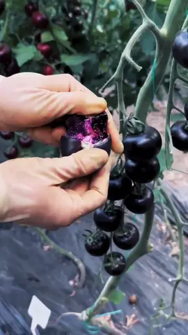Purple tomato🍅💜 #tomatoes #vegetables #interesting 