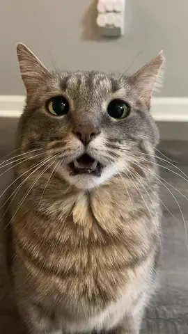 Not time for a snackie #fyp #foryou #foryoupage #cat #cute #cutecat #sadeyes #🥺 #crosseyedcat #crosseyed #catlover #snack #snackie #tabbycat #rescuecat #fatcat #chonkycat #no 