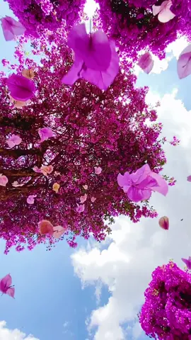 Một cảm giác thật dễ chịu sau một ngày mệt nhọc 🥰 🌸 #hoadep #hoagiay #flowers #vuonhoanho 