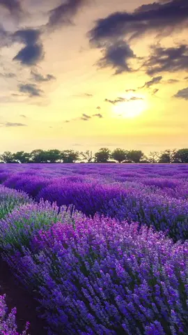 Lavender blooms at sunset in Ili, Xinjiang. #lavender #lavenderblossom #sunsetvibes #summervibes #natureaddict #chinatravel #sceneryvideos #beautifulflowers #landscapephotography #placetobe #awesomeplace #lavendervibes 