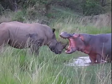Rhino vs Hippo#wild #wildanimals#animalworld  #animalworldoftiktok 