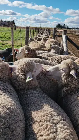 rush hour traffic 🐑🐑 #sheep #merino #intensivesheepfarming #farming #southafrica 