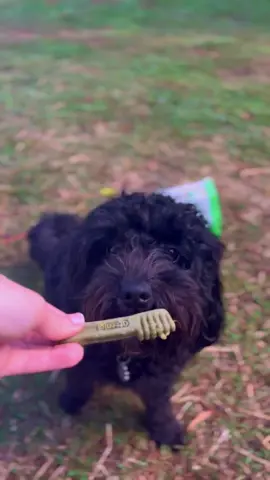 Bella is OBSESSED with Greenies Dental Chews and we know your furry best friend will be too😍 Visit petparadiseaustralia.com to get your dog their very own today❤️ Sign up to our membership to get a 10% lifetime discount code! . #greenies #greeniesdentaltreatsfordogs #greeniestreats #greeniesdogtreats #dogtreats #dentaldogtreat #dentaltreats #dogdental #dogdentalcare #yummytreats #obsessed #PetsOfTikTok #petsofaustralia #australianpets #member #petstore #petsupplies #freeshipping #petparadiseaustralia 