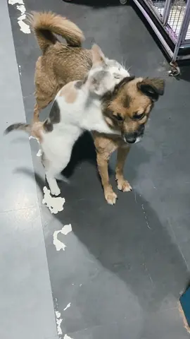 Dog:”help me”     #cat #dog #PetsOfTikTok #funny #cutepetshow #fyp 