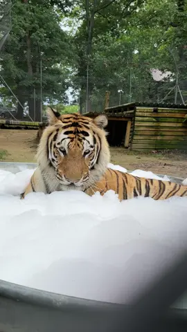 Winston loves his bubble baths 🛁 Winnie has bad hips so he gets a short pool so he can step into the pool with ease. #tiger #pooltime #bubbles #bigcat #bigcatsoftiktok #notpets #cute #fyp 