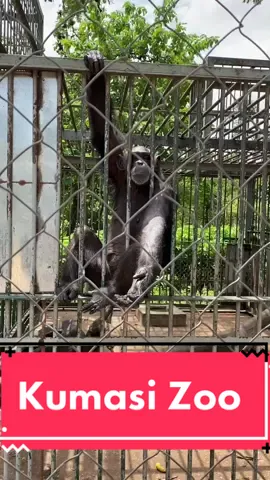 An experience at The Kumasi zoo #voiceover 