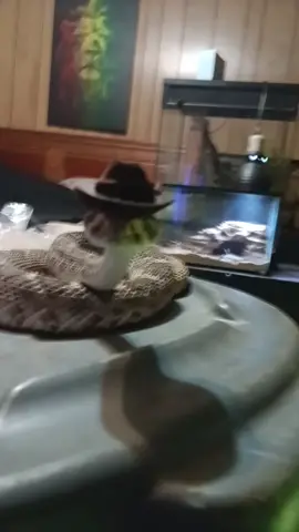 Okay but why do rattlesnakes look like they naturally wear hats 😂 better keep your eye out for Rattlesnake Jake!  Please do not replicate!!  #rango #rattlesnakejake #westerndiamondback #rattlesnake #western #howdy #venomoussnakesoftiktok #snakesoftiktok #venomoussnakes #venomouskeeper #dangerous #deadly #snake #venomous #crotalus #atrox #trending #viral 