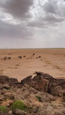 | فنجال دلّه | #محمد_بن_مشيط #مسفر_السندوانه 