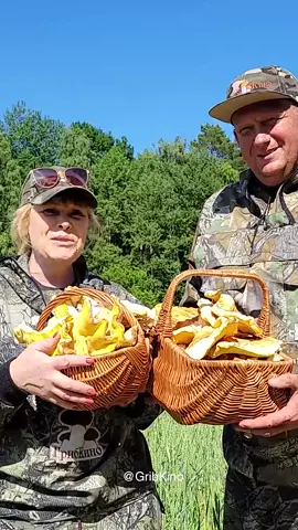 Трутовик серно-желтый растет с мая до конца лета. Но особенно часто он встречается в июне. Предпочитает лиственные деревья. Мякоть молодого гриба мягкая, нежная и сочная. Молодые серно-жёлтые трутовики имеют приятный вкус и запах. За высокое содержание белка и отличные вкусовые показатели молодых грибов  они ценятся в кулинарии. Еще больше о грибах на нашем грибном канале ГрибКино, переходите на канал по ссылке в профиле! @gribkino #ТСЖ #тсжгриб #трутовиксерножелтый #грибыбеларуси #cъедобныегрибы #заготовкагрибов #ведьминасера #Boletussulphureus #грибтрутовиксерножелтый #грибпаразит #грибкурица #грибнаякурятина