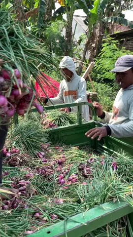 Siapa nih yg ikut tanam raya boleh absen dulu #fyp #petani #raya2023 #nganjuk 