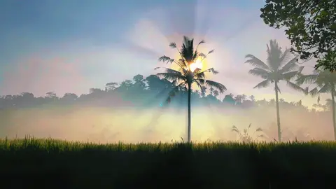 #CapCut | Nature | #fyp #foryou #foryoupage #cinematic #cinematics #aesthetic #sawah #templatecapcut #fypシ #xyzbca 