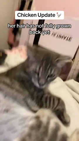 Chicken the Cat is recovering very well and she is full of energy! So all good news for the little chicken bag baby 🐓❤️ #cat #chickenthecat #cute #kitty #funny #comedy