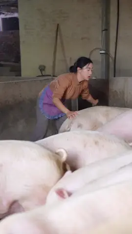 Butcher a pig to make a lot of pork dishes。#meat #chinesefood #shendan 