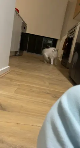 Hello Mr. Cat #fyp #ragdoll #fatcat #funny 