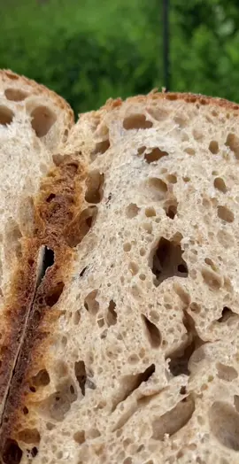 Nyuszi ül a fűben😍 kedvenc 100% tönköly kenyerem!  #kovász #sourdough #kovászösszeköt #garatmalom #tönkölyliszt #kovászoskenyér #csodakovász 