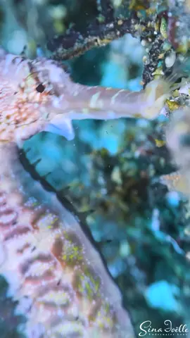 Seahorse eating a little shrimp - close up #seahorse #shrimp #fyp #ocean #scubadiving