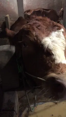 Selamat malam, selamat istirahat sedulurrrr 🐂🐂🐂#peternaksapiindonesia #fypシ #peternakmuda #limousine #sapijumbo #sapiqurban #simetalsuper #wirosarigumegrah 