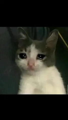 😿😿😿😿😿#kungakonalangsana #catcrysong #catcrying #catmeme #cat #fyp #fyl #CapCut 