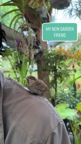 I am blessed to have made a new friend in the garden today 😊🪶 #birdsoftiktok #gardenbirdsoftiktok #blessing 