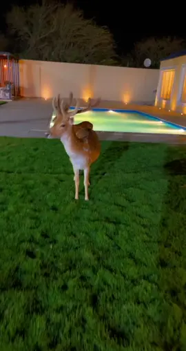 قرنه يخليك تردد تشربه مويه 😅 #محمد_عبده #غزاله🦌💜 #explore 