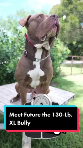 Could You or Your Family Handle a 130-Lb. XL Bully? #dog #xlbully #dogs #puppy #xlbullies #doglover #pitbull #fyp 