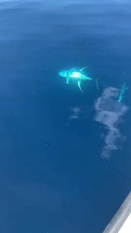 B #Nasty! Big Yellowifin Tuna making the circles. #outdooraddicts #fishtok #foryou #gulffishing #offshorefishing #yellowfintuna #freeman #HUK #venicelouisiana @John Maxwell8868 @Capt Matt 