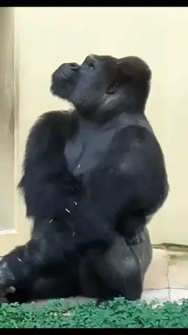 Gabut Gk Tuuh 😁 #trynottolaughtiktoktv #hewanlucu #monyet #monyetlucu #komedi #ngakak #tertawa 