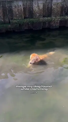 Drake the fisherman #funnypets #dogsoftiktok #summervlog #foryou #summeractivities 