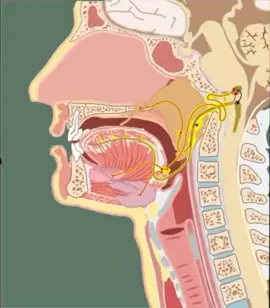 Na deglutição, a epiglote fecha a entrada da laringe, fazendo com que o alimento passe para o esôfago e não entre nas vias respiratórias. A presença de alimento na cavidade bucal estimula a liberação de saliva, que contém a enzima amilase salivar ou ptialina, produzida pelas glândulas salivares.
