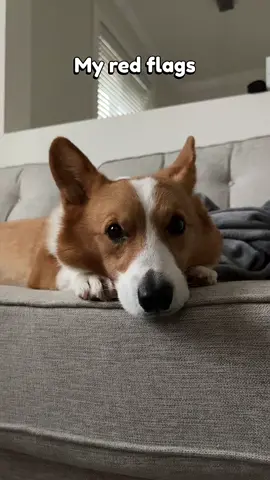 Jax would like to soeak to management after seeing this #redflags #fyp #corgis #corgisoftiktok 