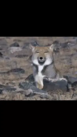 Tibetan fox #Vulpes #🦊 #raposa #raposas #tibetanfox #curiosidade #animalsilvestre #tibetan #tibetanfox #raposagrande #cherryfoxesedits 