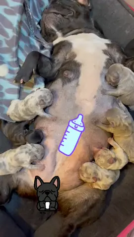 Camadita bulldog francés para cuidado de un mes 🐾🍼🐶 #maternidadcanina #bulldogfrances #frenchbulldog #cutepuppy #cutepuppies #viral #dogsoftiktok #parati 