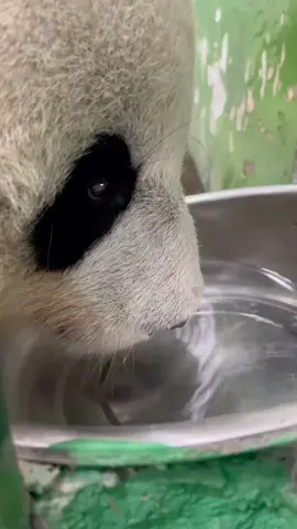 Immersively feel the panda drinking water#panda #cutepanda 😍😍😍