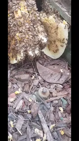 Bees in a valve box were safely relocated to our apiary #encinitasbeecompany  . . #bees #Californiabeekeeping #localhoney #womanbeekeeper #apiary #backyardbeekeeping #hive #apiary #backyardbeekeeping #honeybees 