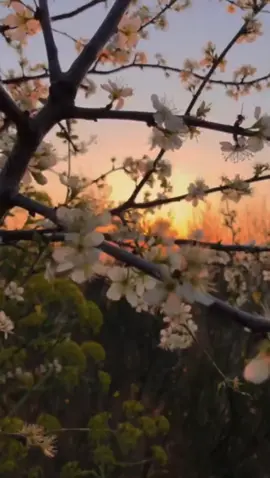 #ام_حسبتم_ان_تدخلو_الجنة #ماهرالمعيقلي #شارك #الله_يسعد_قلوبكم_جميعا #اكتب_شيء_تؤجر_عليه🌿🕊 #fypシ 