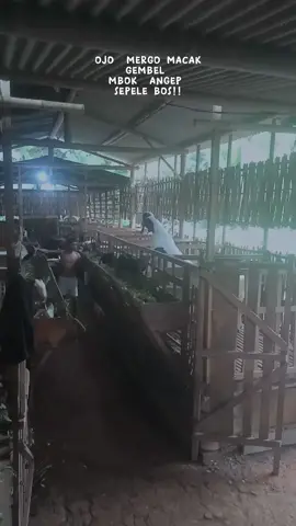 rutinitas sore hari#sobatngaret #fyp #ngarit #fypシ 