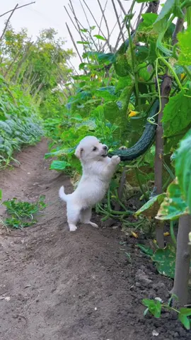 Got another kid stealing food.#cutepet #dog   #dogs #lovely  #lovelydog #pastoral
