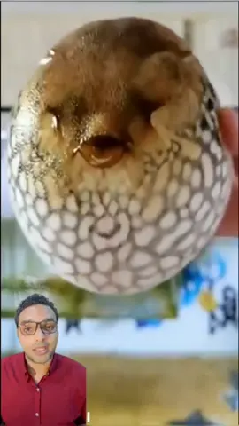 اشهر سمكه فى العالم 🌏 سمكة الفوجو العجيبه #غريب #منعم #سمك #سمكه #سمكة #فوجو #سمكة_الفوجو #الفوجو #الفوغو #سمكة_الفوغو_اليابان #سمكة_الفوغو_السامه 