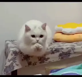 Cat begging with his paws #fyp #catsoftiktok #cutecat #cutecatsoftiktok #cutecatvideo 
