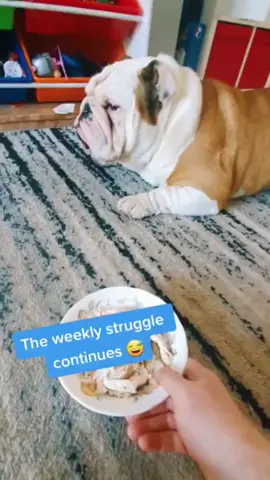 This was one of our first viral videos, way back in March 2021. Not much has changed, to be honest 😅 #bulldogpabs #britishbulldog #dogsofinsta #englishbulldog #bulldog #funny #hilarious #puppy #lazydog #pablo 