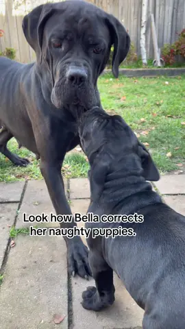 Shes got to keep those 2 boys in check…. #fyp #foryou #canecorso #puppylove #naughty #mum 