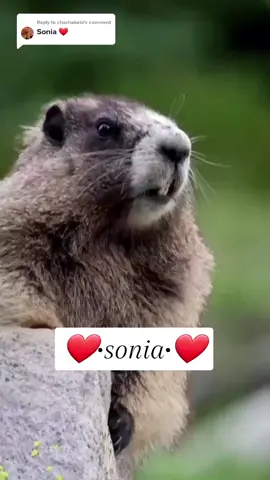 Replying to @chachabebi #sonia#🤣🤣🤣 #trending #trend #foryou #dubai🇦🇪 #uae🇦🇪 #tiktok #video #real #srilanka #bava #kerala #lover #viral #travel #duo #tiktokindia #viralvideo #telugu #duet #kuwiat 