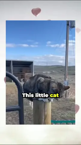 The 2 Best Friends 🥰❤️ #cat #catsoftiktok #pet #animals #fyp #foryou #trending 