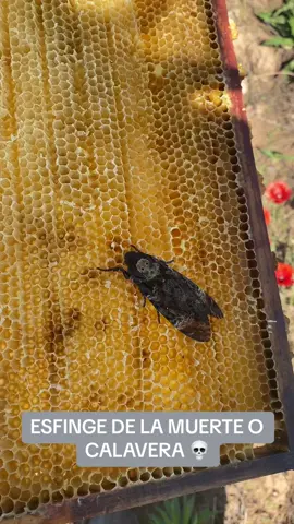 La esfinge de la muerte 💀 o calavera, es una polilla que se alimenta de nectar y miel, a menudo se mete en las colmenas, puede medir hasta 12 cm!😱🫣#viralvideo #parati #foryou #esfinge #calavera #apicultura #beekeeper #beekeeping #beekeepersoftiktok #polilla #aprendeconvictorramosal #animalesincreibles #colmena 