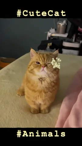 #animallife #animal #fyp